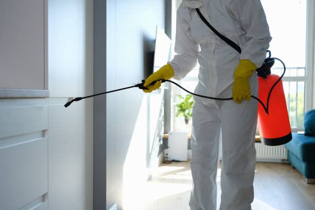 Best Basement Mold Removal  in Lemont, IL